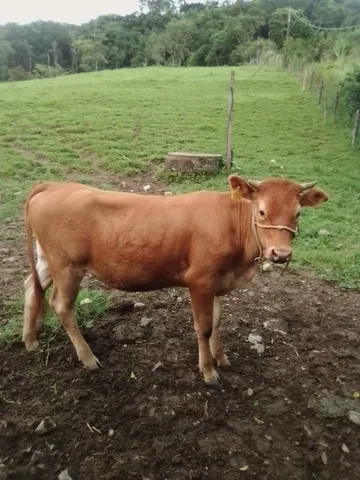 Novilha
