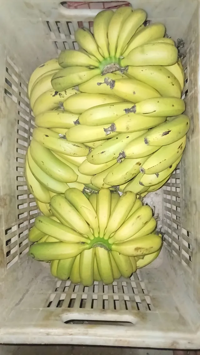 Vendo banana 