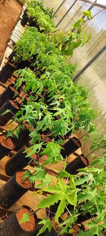 Mudas de mamão tenho papaya e formosa 
