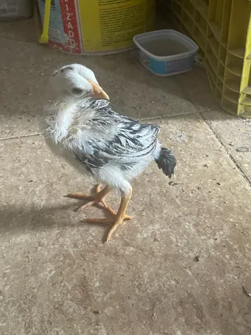 Pintinho caipiras 