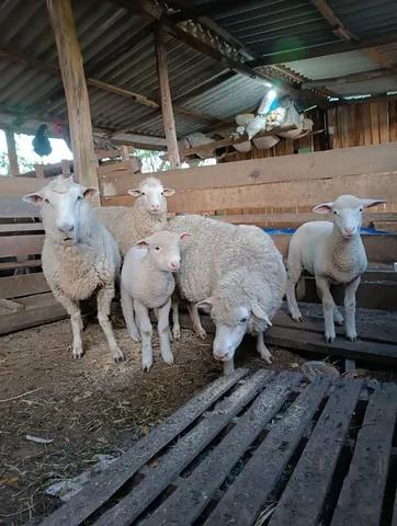Ovinos da raça Polldorset