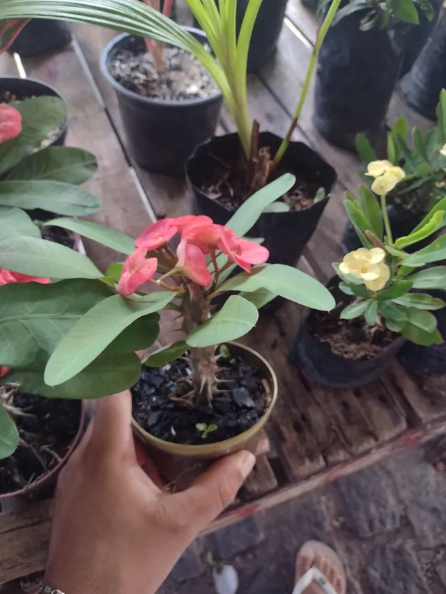 Plantas 