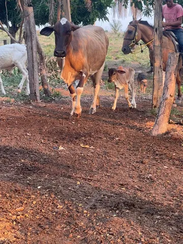 Vendo 10 vacas leiteiras e um boi 