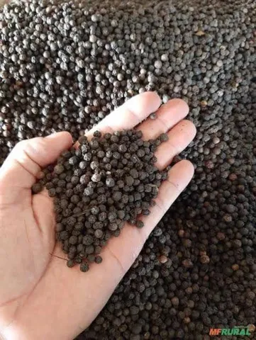 Compro pimenta grande quantidade