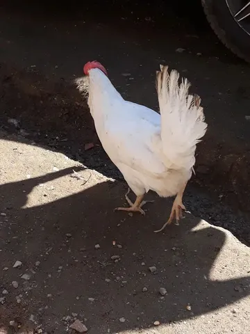 Animais para obrigacao e criação 