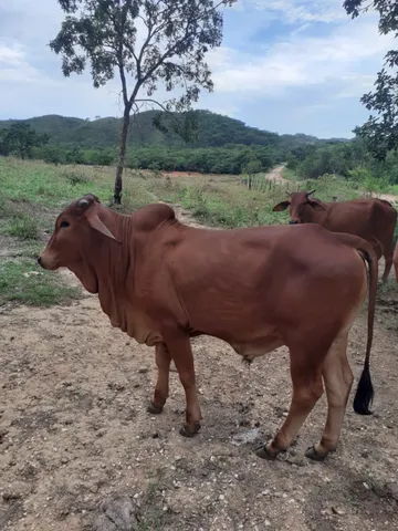 tourinhos sindi