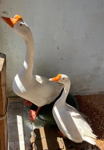 Ganso sinaleiro macho