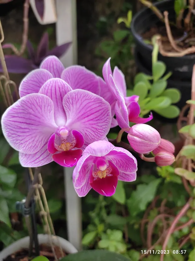 Orquídea rara