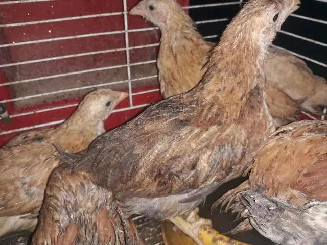 Pintinhos caipira de 60 dias