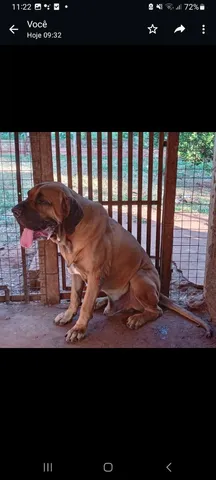 Fila brasileiro