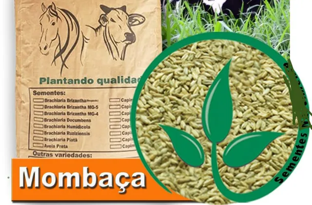 Todo tipo de semente de capim