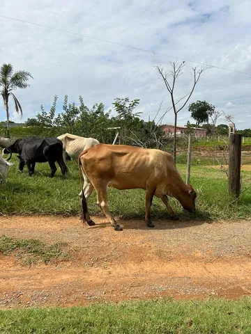 Vendo vacas em lactação e mojadas 
