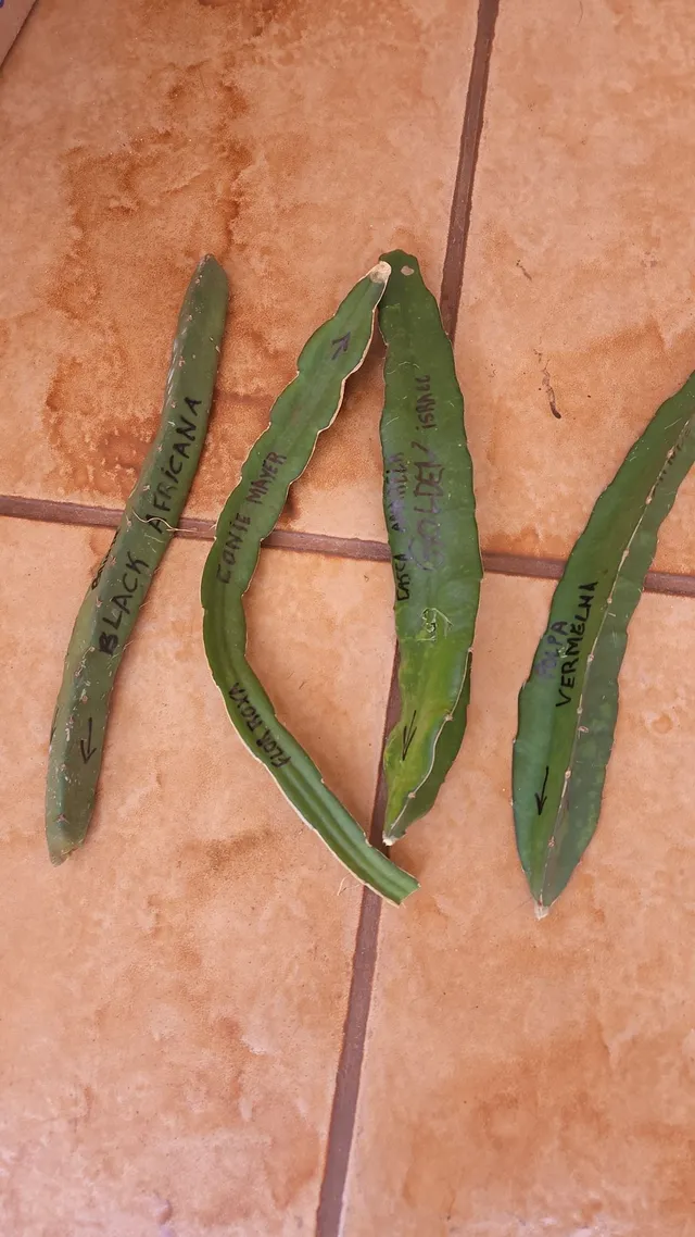 Variedades Raras de Pitaya
