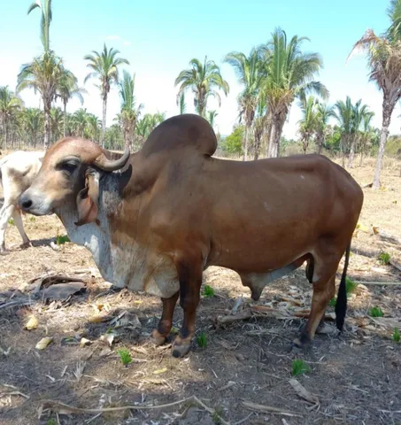 Vendo Touro Gir leiteiro Po