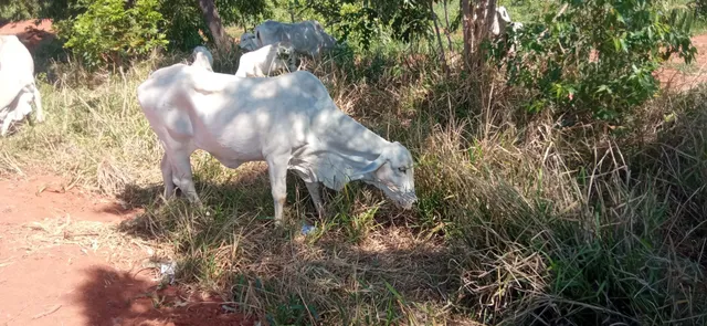 Vaca nelore 