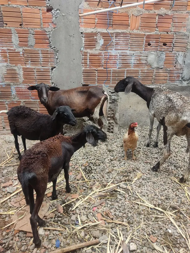 Ovelhas buchada 
