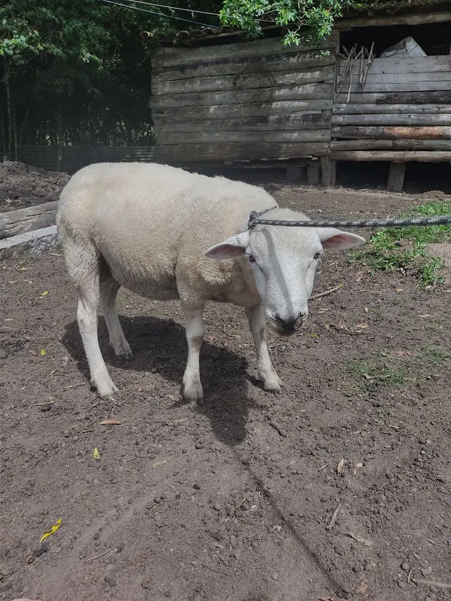 Vendo 