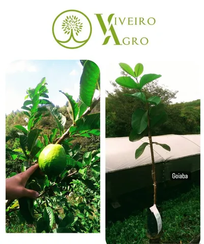 OFERTA FRUTÍFERAS, Contato através do whatsapp 
