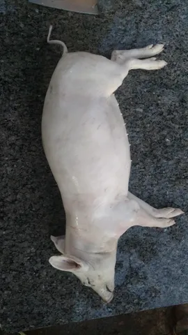Leitão para o Natal