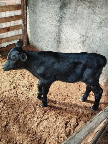 Boizinho angus recém nascido.