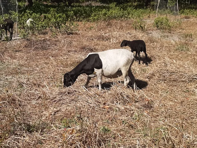 Vendo ovelha grande e pesada