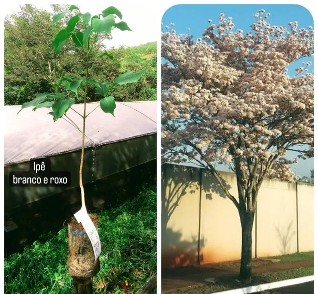 PLANTAS em geral - Contato através do whatsapp 
