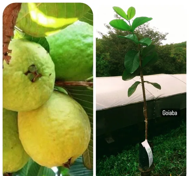 FRUTÍFERAS em geral - Contato através do nosso whatsapp 