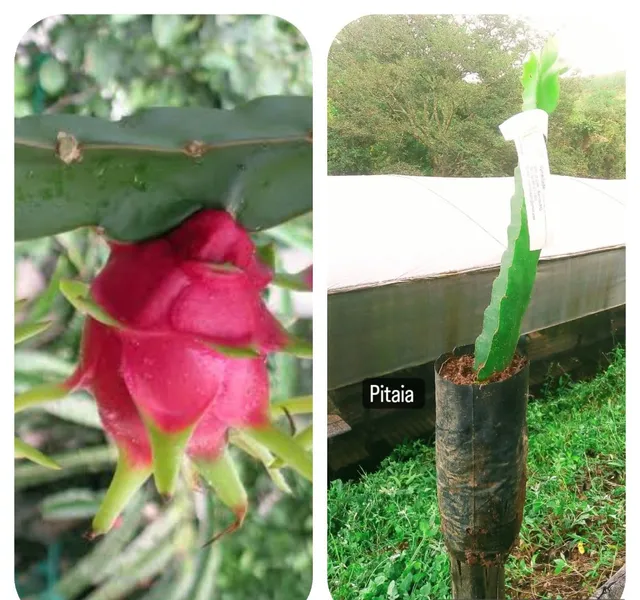 MUDAS FRUTÍFERAS - Contato através do nosso whatsapp 