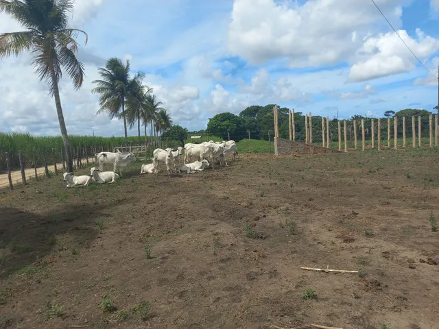 Vendas de bezerras nelore