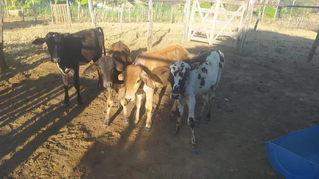 Bezerros 