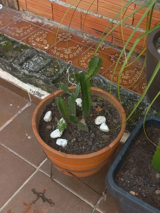 Planta
