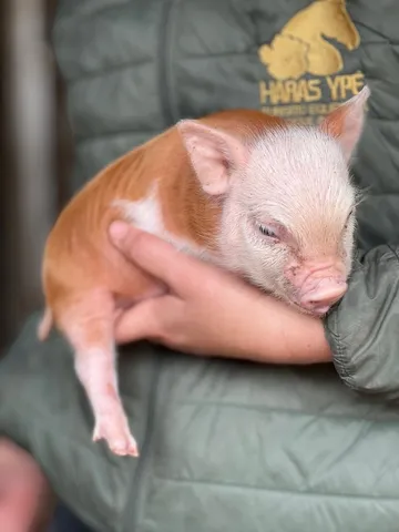 Mini pig / mini porco 