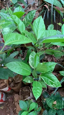 Muda maracuja azedo
