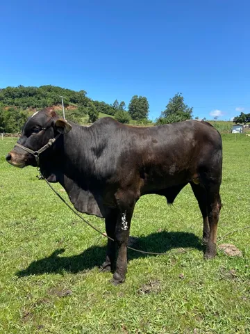Terneiro Nelore 