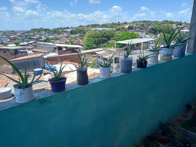 Plantas pra vender