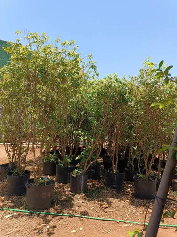 Jabuticaba produzindo 