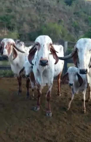 Vendo 4 vacas gir