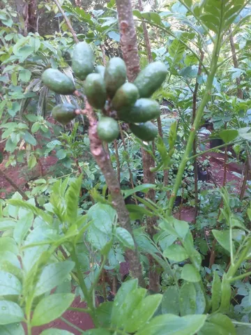 Mudas de ceriguela 