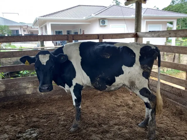 Vaca Jersey 