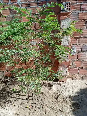 Muda de Tamarindo (Pé)