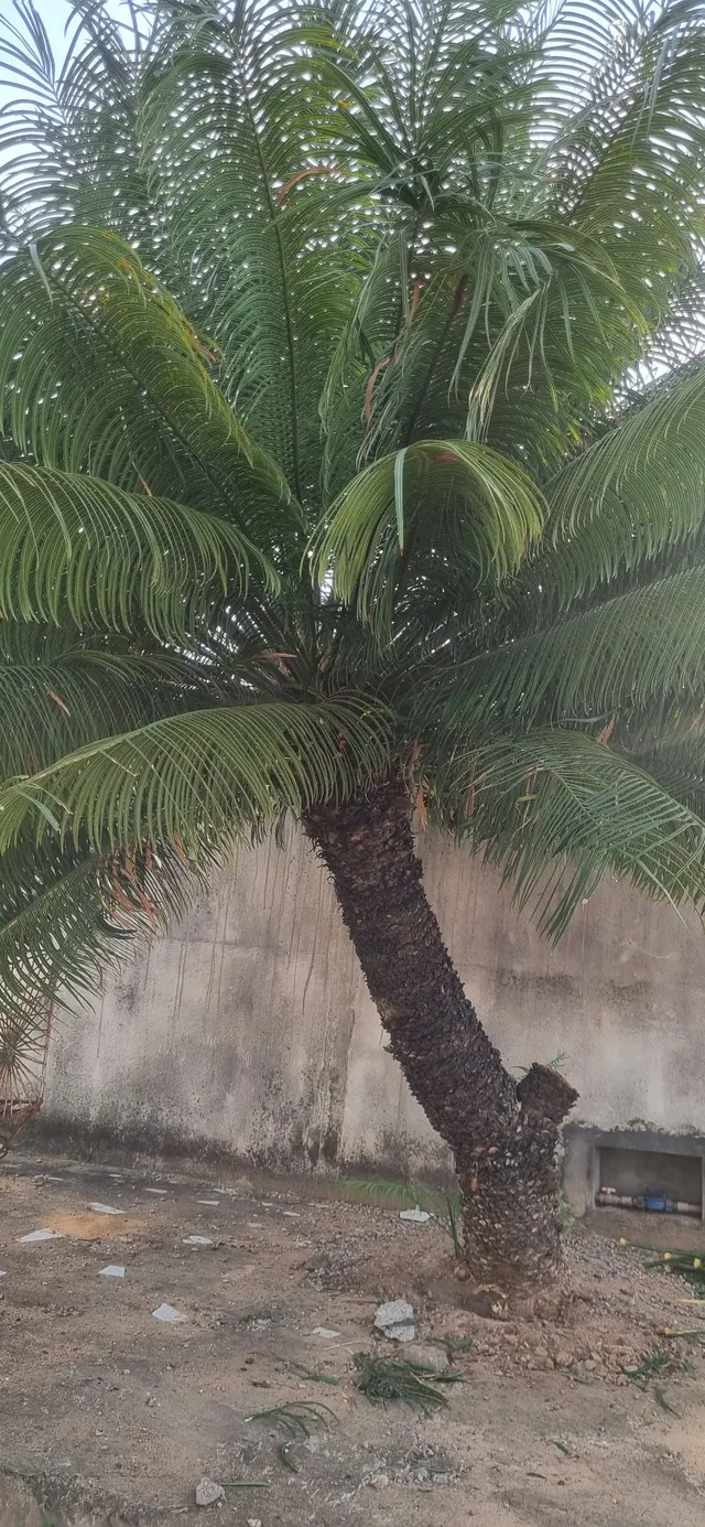 PLANTA Palmeira Cyca