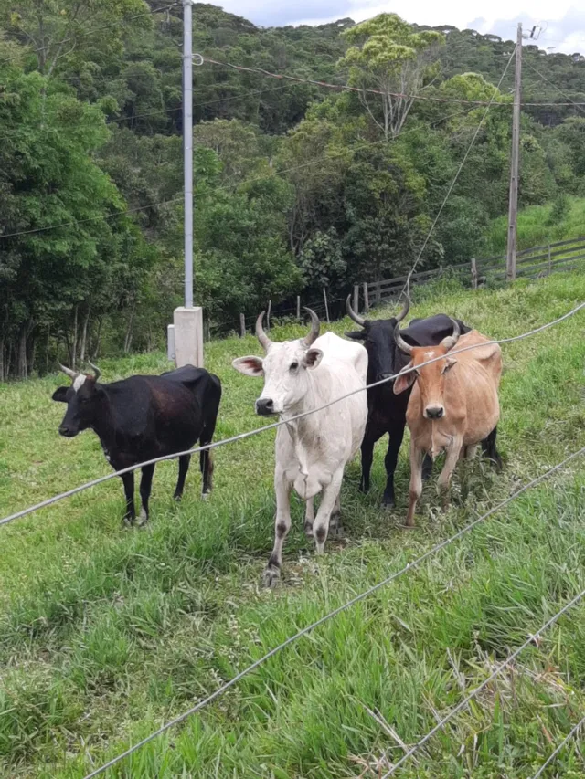 Vendo ou avalio troca em vacas leiteiras!