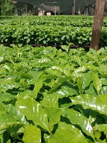 Mudas de café certificadas - milheiro