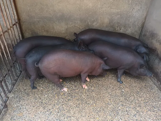 Porcos caipira 