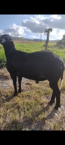 Santa Inês PO 
