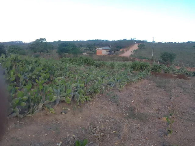 Palmas a venda 