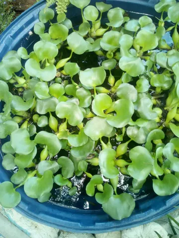 plantas aquaticas