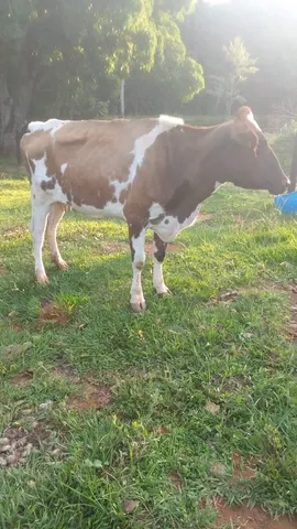 Vendo vaca de leite c bezerro