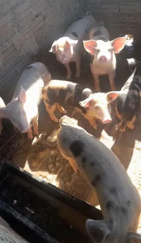 Vende-se leitão caipira para Natal.