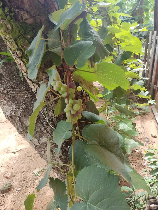 Uva Niágara rosada 